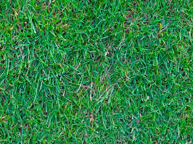 Sydney synthetic grass